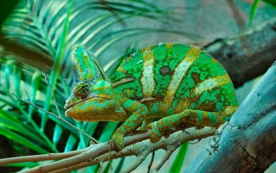 Greenwashing: la parola è stata coniata nel 1986 da Jay Westerveld