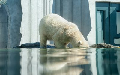 Dieci anni cruciali per salvare il Pianeta