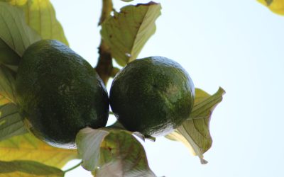 Medicane: il Mediterraneo si sta tropicalizzando.