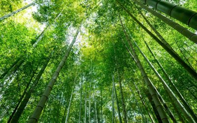 Quest’anno in Italia una deforestazione più grande dell’intera provincia di Milano.